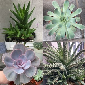 Aloe juvenna "Tiger Tooth"
Echeveria pulidonis "Pulido's Echeveria"
Echeveria "Lola" (I think)
Aloe humilis "Spider Aloe"