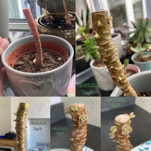 The stems of my Black Prince & Lola after a beheading are now sprouting babies all over the stems šš±