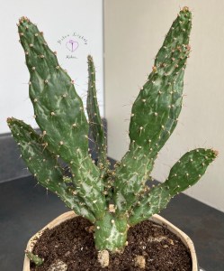 Cactus...I think this is Opuntia monacantha f. variegata