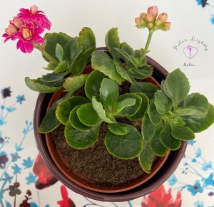 Flaming Katie - this is one of many cuttings off the original plant