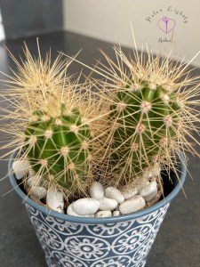 Cactus...unknown
Raised from the dead š it was under-watered so I pulled it out of the pot and put it in a bowl of water with my other two to see if they would bounce back and they are doing well so far š š