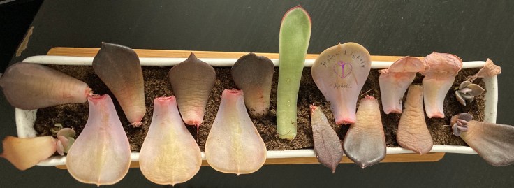 Hoping for lots of succulent babies šš±